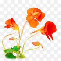 马尾兰种子开花植物-春蕾