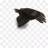 水牛翼羽秃鹫-黑色翅膀