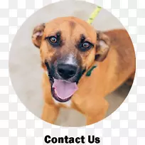黑嘴犬全繁殖拯救犬种动物狗项圈-可爱的小狗