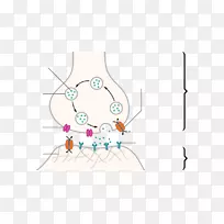 化学突触神经元突触可塑性突触囊泡神经元
