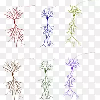 神经胶质细胞安全研究植物神经元