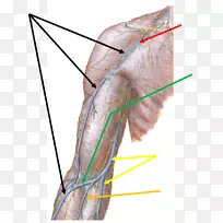 头静脉、基底静脉、人体解剖-斜行
