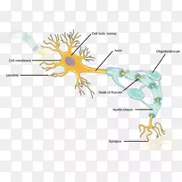 神经元轴突神经系统神经胶质树突神经元