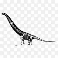 暴龙(Futalognkosaurus)-重建恐龙