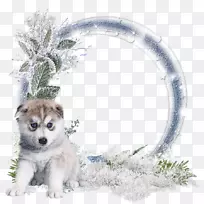 西伯利亚哈士奇阿拉斯加马拉默特冬季集群萨哈林哈士奇狼狗冬季
