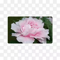 仙人掌玫瑰、蔷薇科切花、灌木-粉红色牡丹