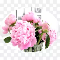 切花花卉设计植物-粉红牡丹