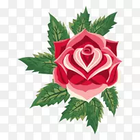 古典玫瑰：家庭和花园中美丽的品种，切花，花园玫瑰，开花载体