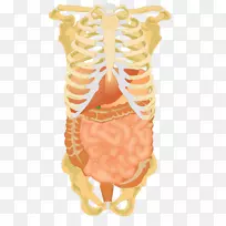 腹腔、腹部、肝脏消化、人类消化系统.骨架载体