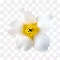 水仙蛾兰花开花植物花瓣-春天元素