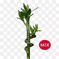 植物幸运竹桂花.幸运竹