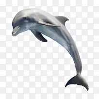 普通宽吻海豚短喙普通海豚白嘴海豚人们游泳