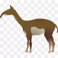 长颈鹿巨细胞动物