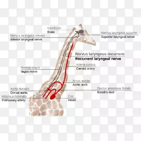 长颈鹿喉返神经喉上神经喉神经结构