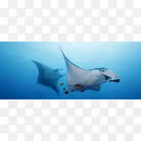 鲨鱼海洋海豚海洋生物-飞行路径