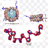 核小体染色质组蛋白dna非共价相互作用-结构组合