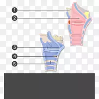 甲状腺会厌韧带解剖喉关节-甲状腺软骨