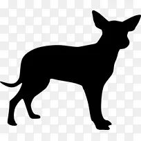 吉娃娃拉布拉多猎犬苏格兰猎犬-澳大利亚牧羊犬