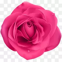 蓝色玫瑰花园玫瑰粉色插花艺术-玫瑰粉红色