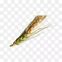禾本科粮食二聚体谷类-小麦粒