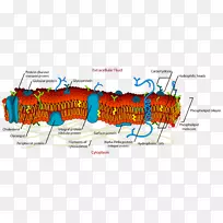 细胞膜生物膜脂双层