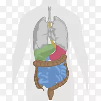 人体肝、胃肠道解剖夹-消化系统