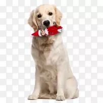 拉布拉多猎犬，你的狗怎么认为狗品种-狗来支付新年的呼吁！