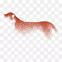 猫科狮子猎豹玫瑰花猫