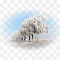 桌面壁纸冬季树雪材摄影.冬季景观