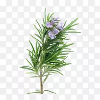 迷迭香精油植物茯苓-植物提取物