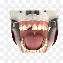 动画表格三维计算机图形.三维牙齿