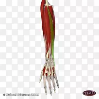 尺侧腕屈肌指短伸肌