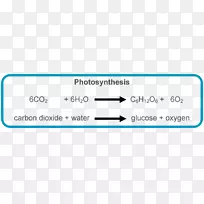 光合作用方程叶绿体光依赖反应共生化学反应
