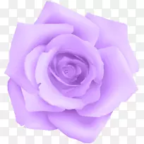 紫罗兰-紫玫瑰