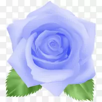 薰衣草玫瑰蓝玫瑰剪贴画-蓝色玫瑰