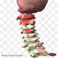 颈椎小关节-腰椎脊柱-关节疼痛