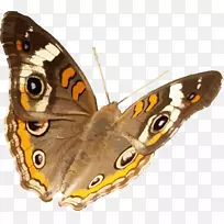 蝴蝶昆虫常见七叶草科-魁北克