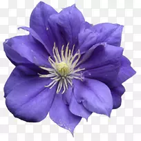 薰衣草蓝，紫丁香紫罗兰，紫薇