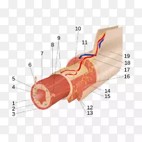肌间神经丛粘膜下丛肌层胃肠道消化载体
