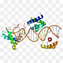 Sox 2 sox基因家族Foxp 2睾丸决定因子转录因子-分子