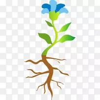 植物茎半附生植物光合作用-说教