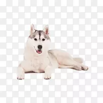 微型西伯利亚哈士奇萨哈林哈士奇阿拉斯加克莱凯加拿大爱斯基摩犬西伯利亚哈士奇犬