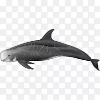 粗齿海豚旋转海豚图库溪普通宽吻海豚鲸