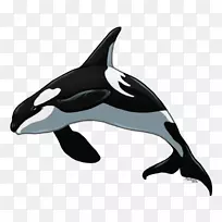 虎鲸短喙普通海豚粗齿海豚图库溪白喙海豚虎鲸