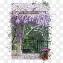 紫藤园林植物紫罗兰-山水画