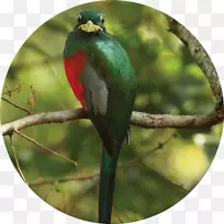 克兰茨克洛自然保护区鸟类区系鹦鹉红树林