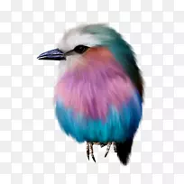 鸟类绘画动画.彩色动物