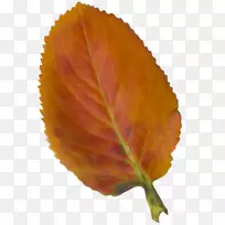 秋叶彩色剪贴画-美丽的插图