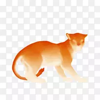 猫红狐