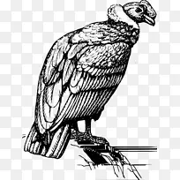 秃鹰鸟夹艺术-图腾纹身